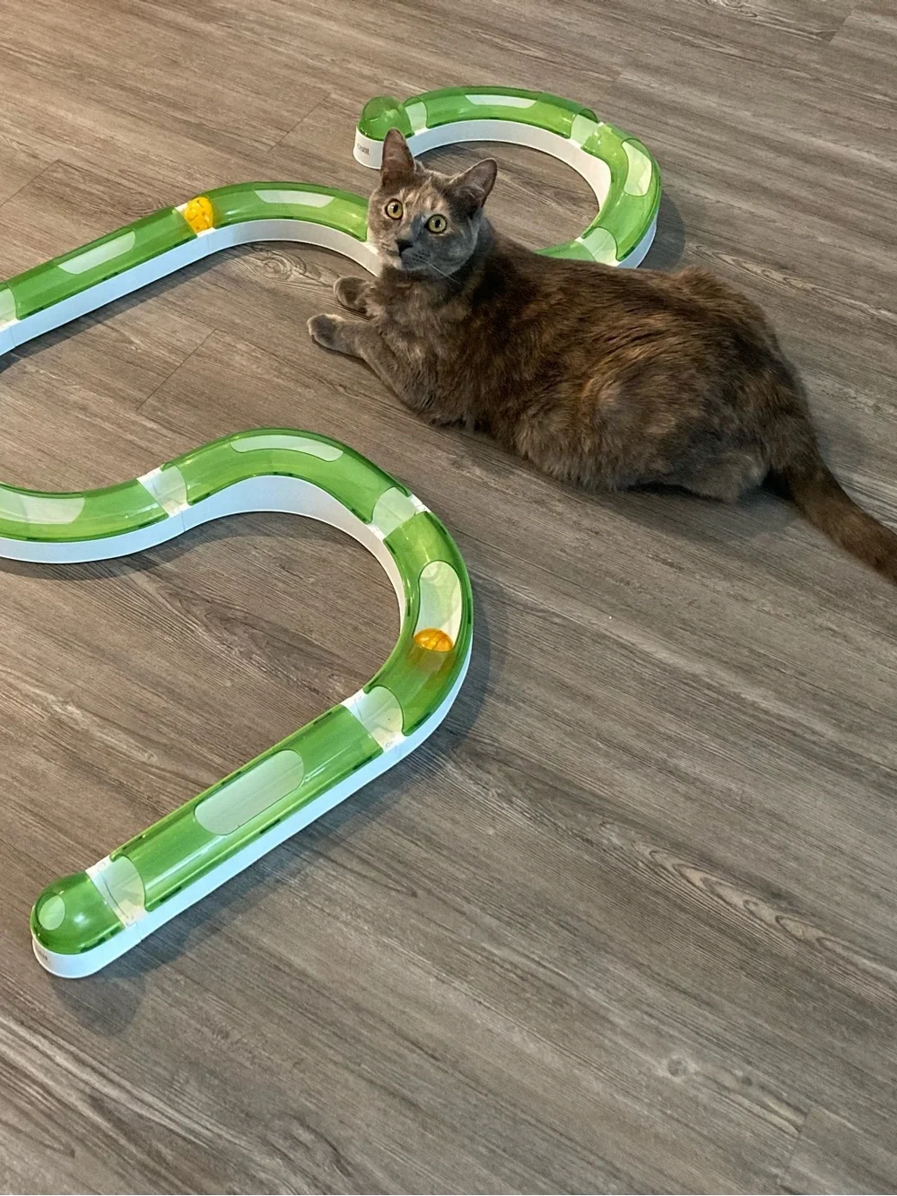 Interactive Cat Track Toy - 14 Piece Set